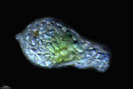 Image of Protist