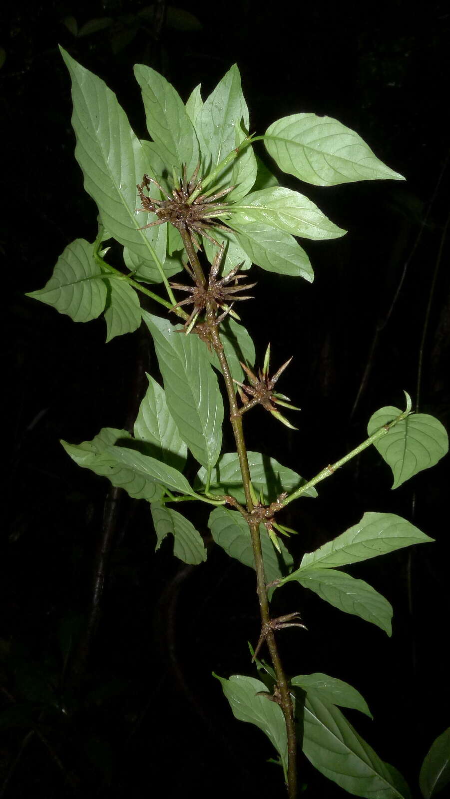 Image of Chomelia tenuiflora Benth.