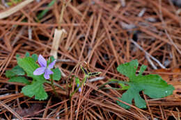 Image of Three-Lobe Violet