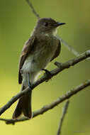 Image of Eastern Phoebe