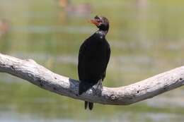 Image of White-breasted Cormorant