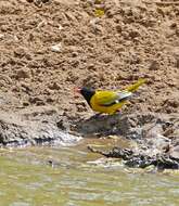 Image of African Black-headed Oriole