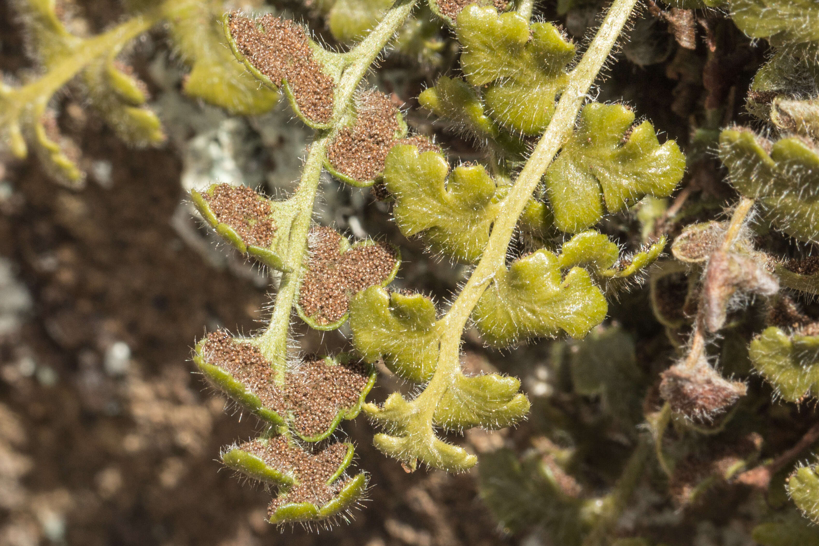 Image of Cheilanthes austrotenuifolia H. M. Quirk & T. C. Chambers