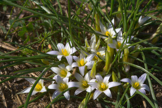 Imagem de Romulea columnae subsp. rollii (Parl.) Marais