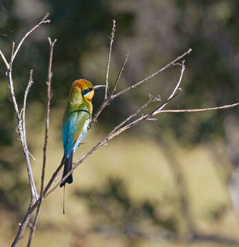 Image of Rainbow Bee-eater