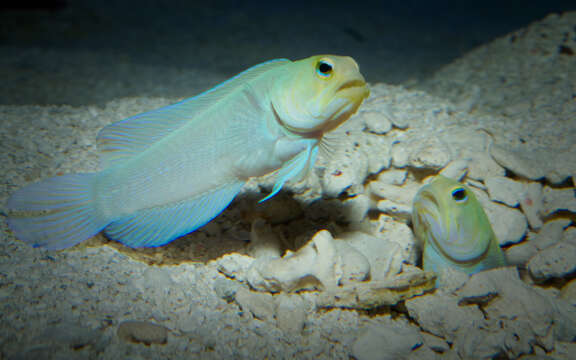 Image of Yellowhead Jawfish