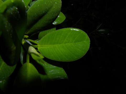 Image de Ficus microcarpa L. fil.