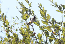 Image of Dark-capped Bulbul