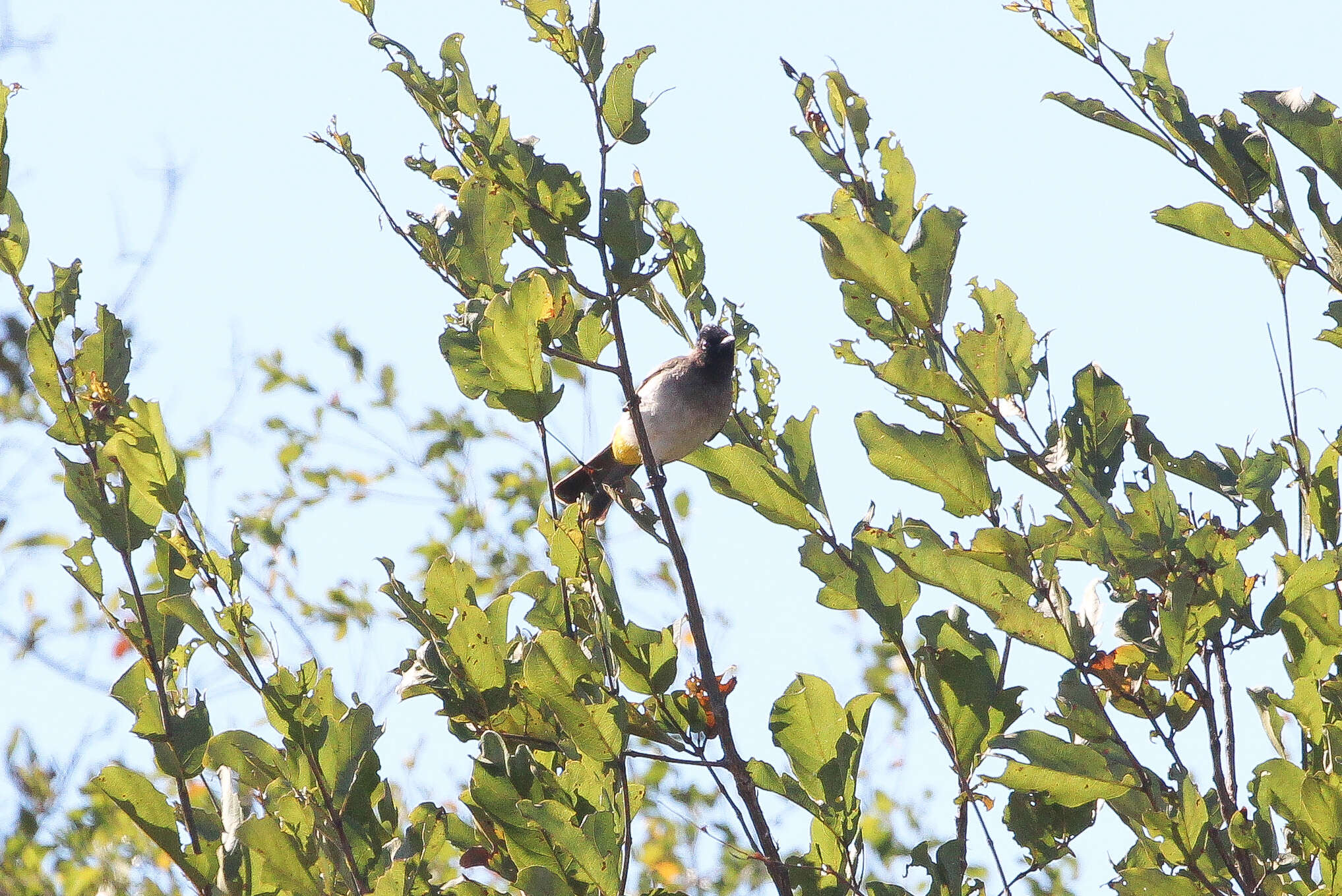 Image de Bulbul tricolore