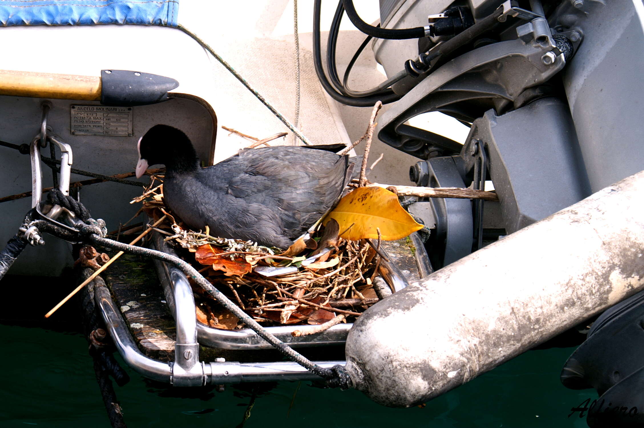 Image of Common Coot