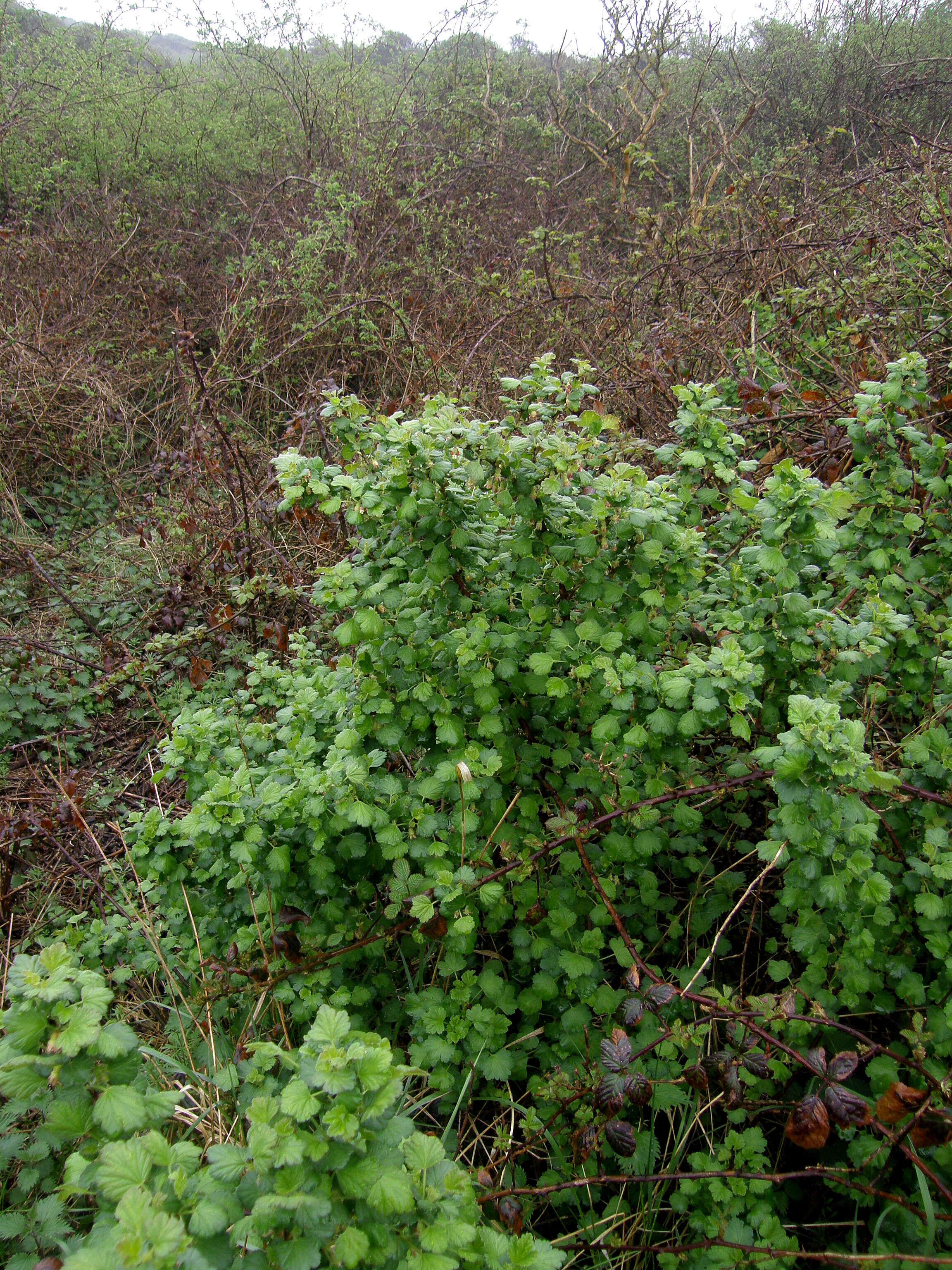 Image of European gooseberry