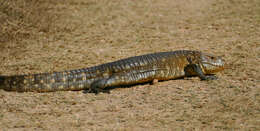 Image of Paraguay Caiman Lizard