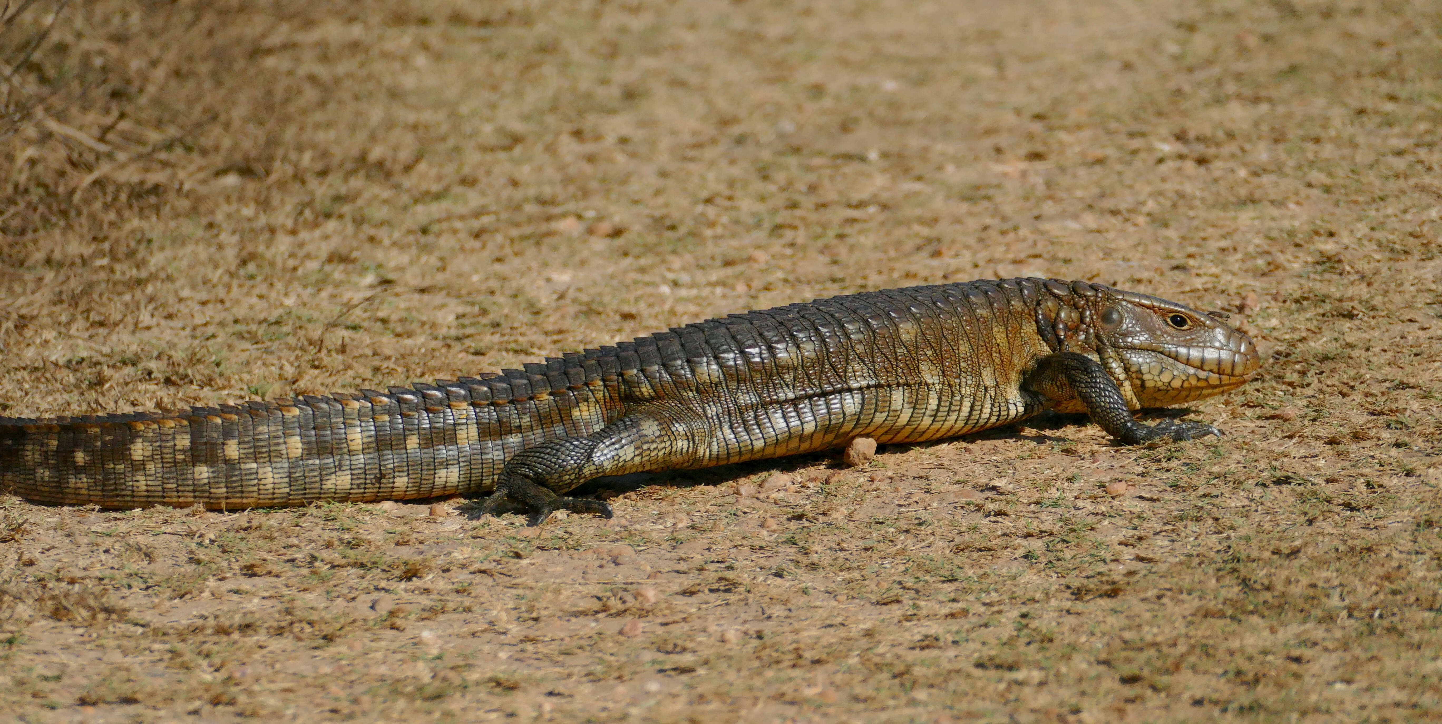 Image of Paraguay Caiman Lizard