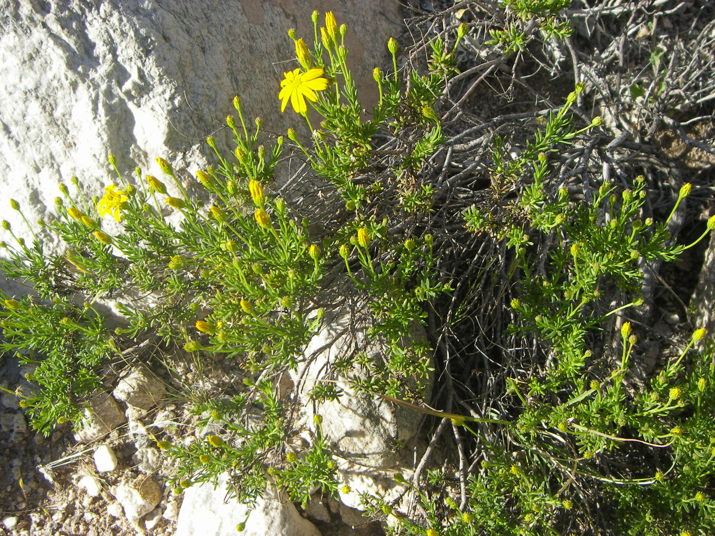 Image of pricklyleaf