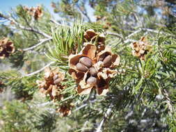 Image of Colorado Pinyon