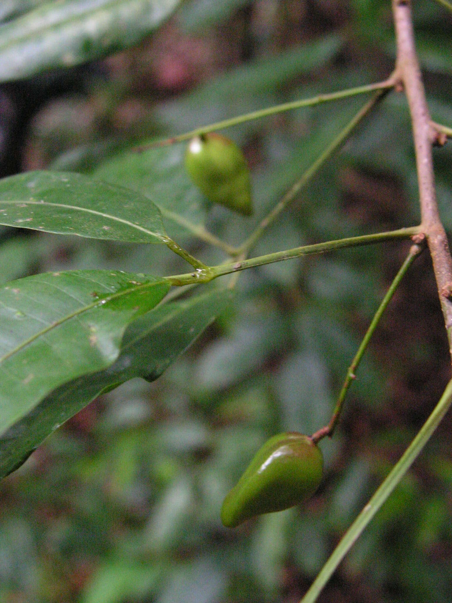 Image of Protium aracouchini (Aubl.) Marchand