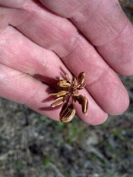 صورة Lomatium triternatum var. anomalum (M. E. Jones ex Coult. & Rose) Mathias