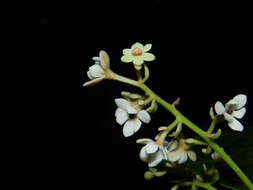 Image of Pleurothyrium golfodulcense W. Burger & N. Zamora