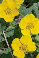 Image of Potentilla tommasiniana F. Schultz