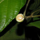 Image of Ficus brevibracteata Burger