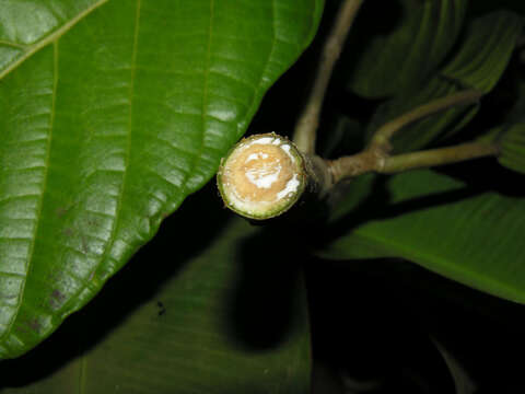 Image of Ficus brevibracteata Burger