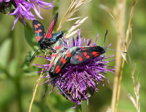 Image of six-spot burnet