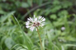 Image of dandelion