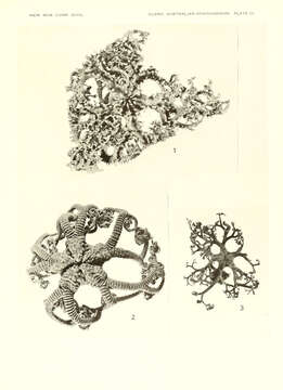 Image of Euryale Lamarck 1816