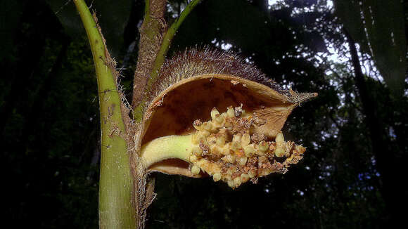 Image of Bactris bahiensis Noblick ex A. J. Hend.