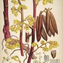 Image of Galeola lindleyana (Hook. fil. & Thomson) Rchb. fil.