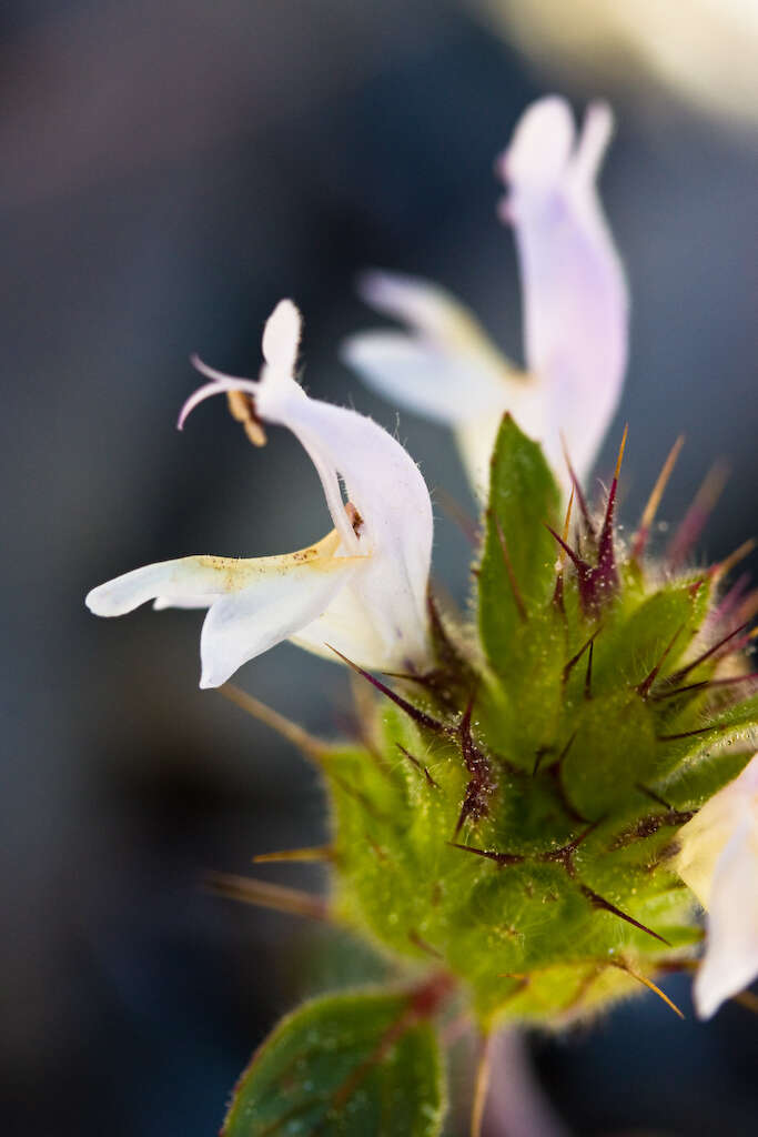 Image of Santa Clara thorn-mint