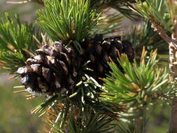 Image of whitebark pine