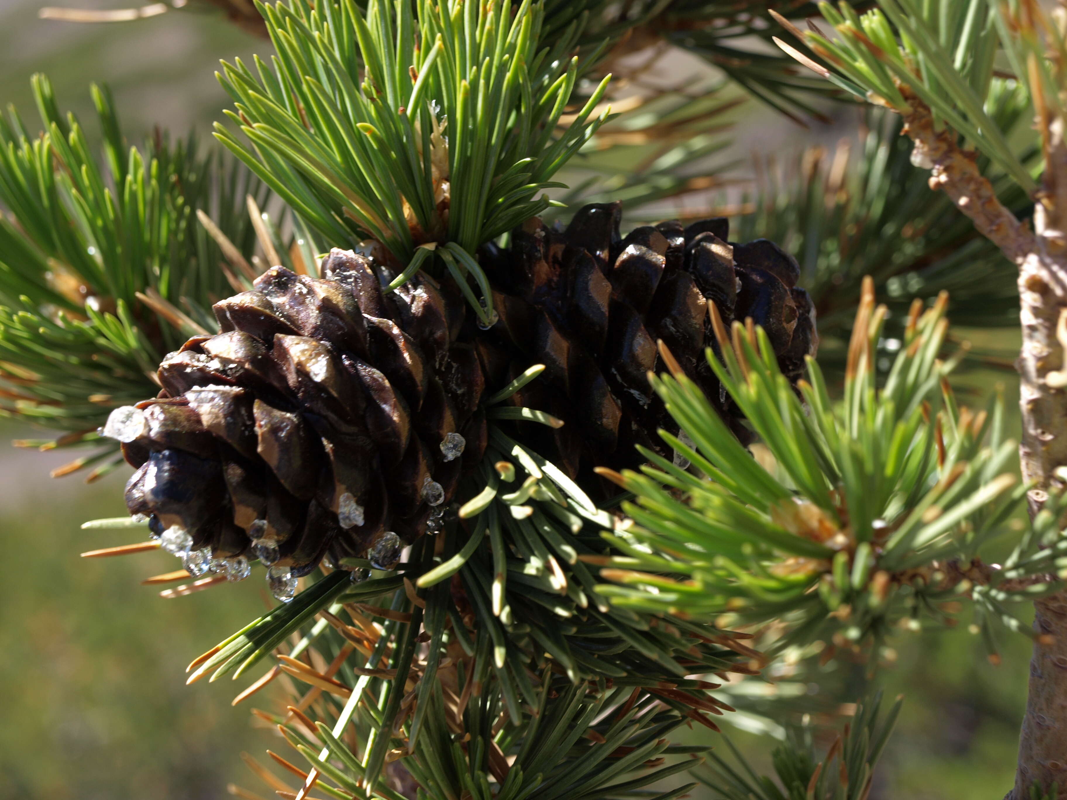 Image of whitebark pine