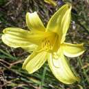 Image of dwarf yellow day lily