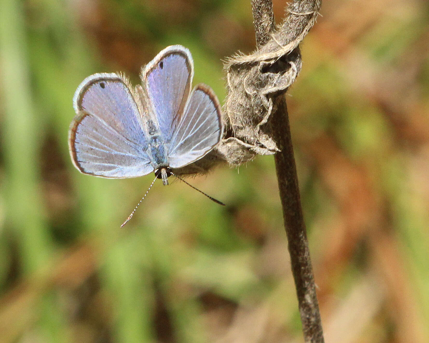 Image of Hemiargus