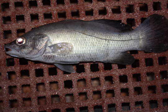 Image of threadfin breams