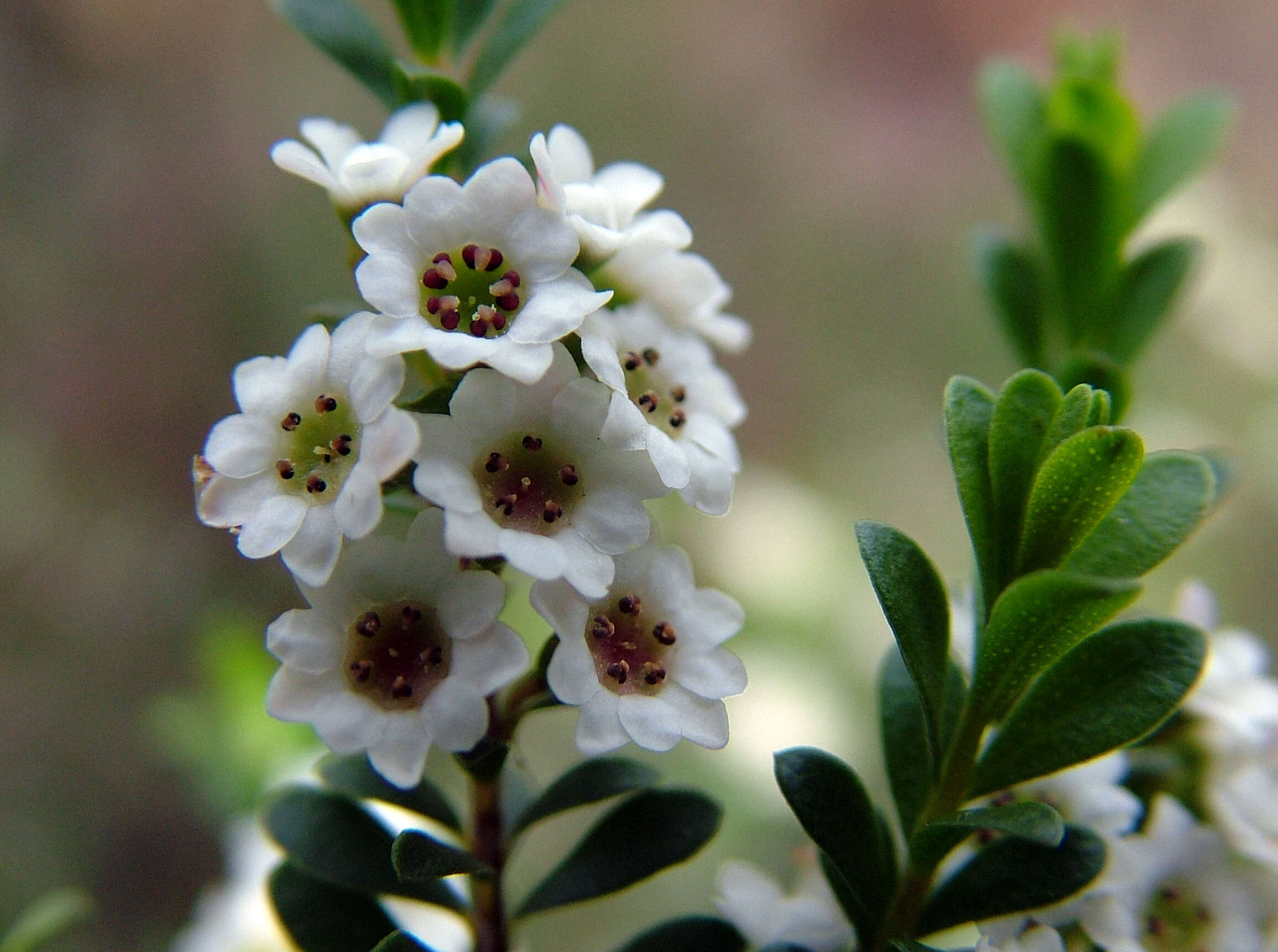 Image de Thryptomene