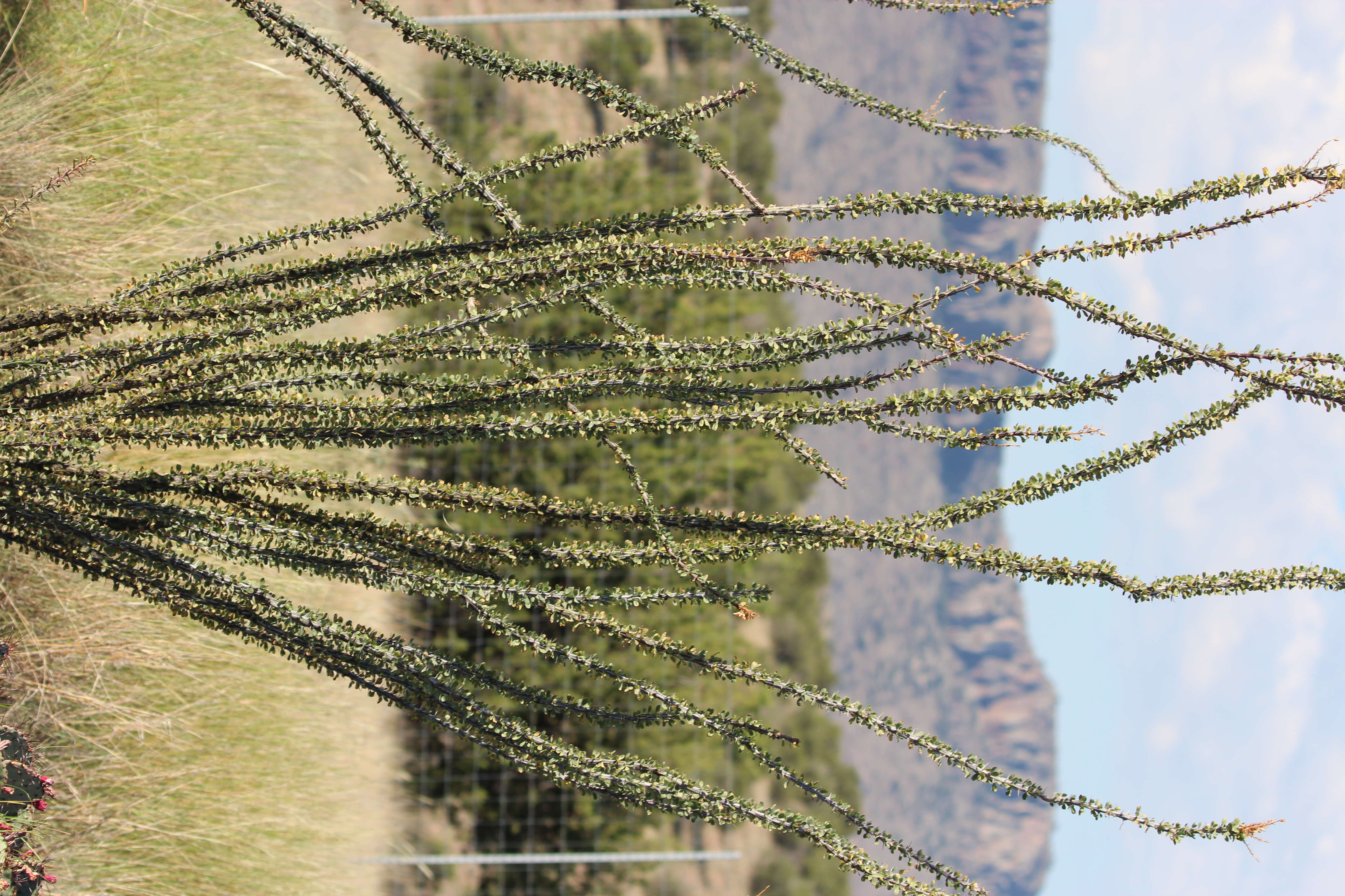 Image of ocotillo family