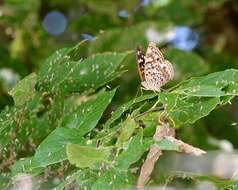 Image de Asterocampa