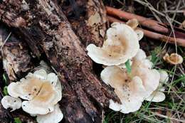 Image of Clitocybe semiocculta Cleland 1927