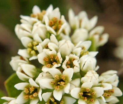 Image of bastard toadflax