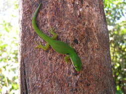 Image of Peacock Day Gecko