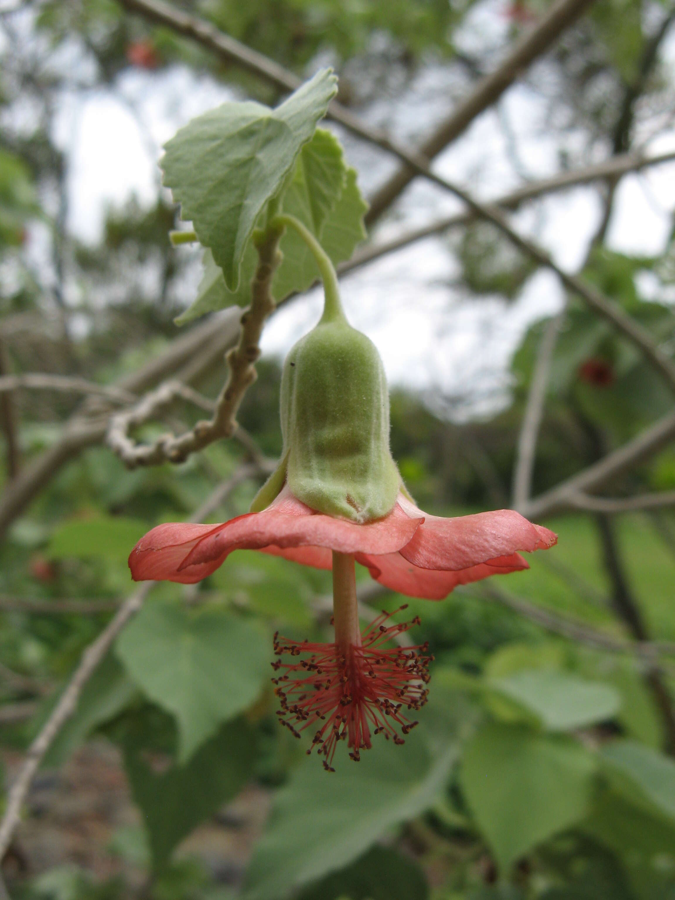 Imagem de Abutilon menziesii Seem.