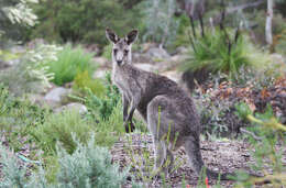 Image of kangaroo