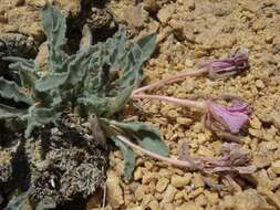 Oenothera cespitosa subsp. crinita (Munz) Munz resmi