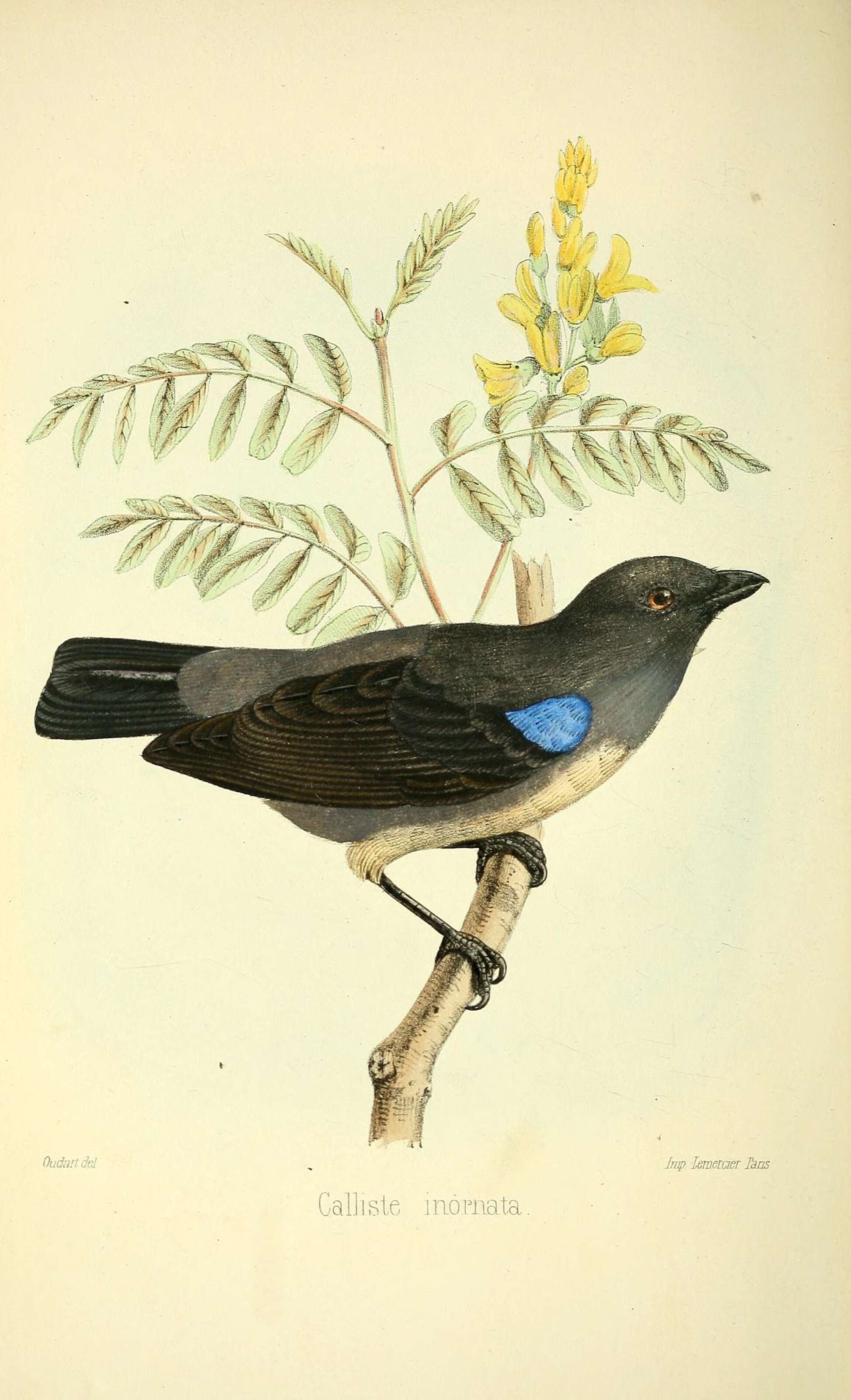 Image of Plain-colored Tanager