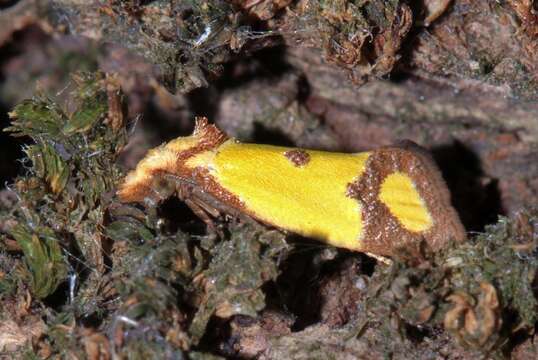 Image of Sulfur knapweed root moth