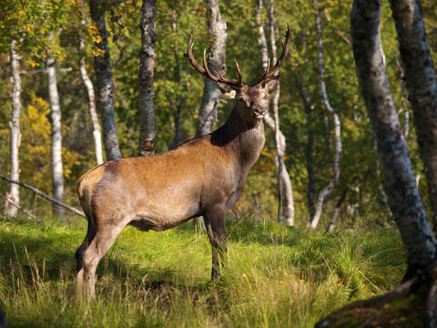 Image of Cervus Linnaeus 1758