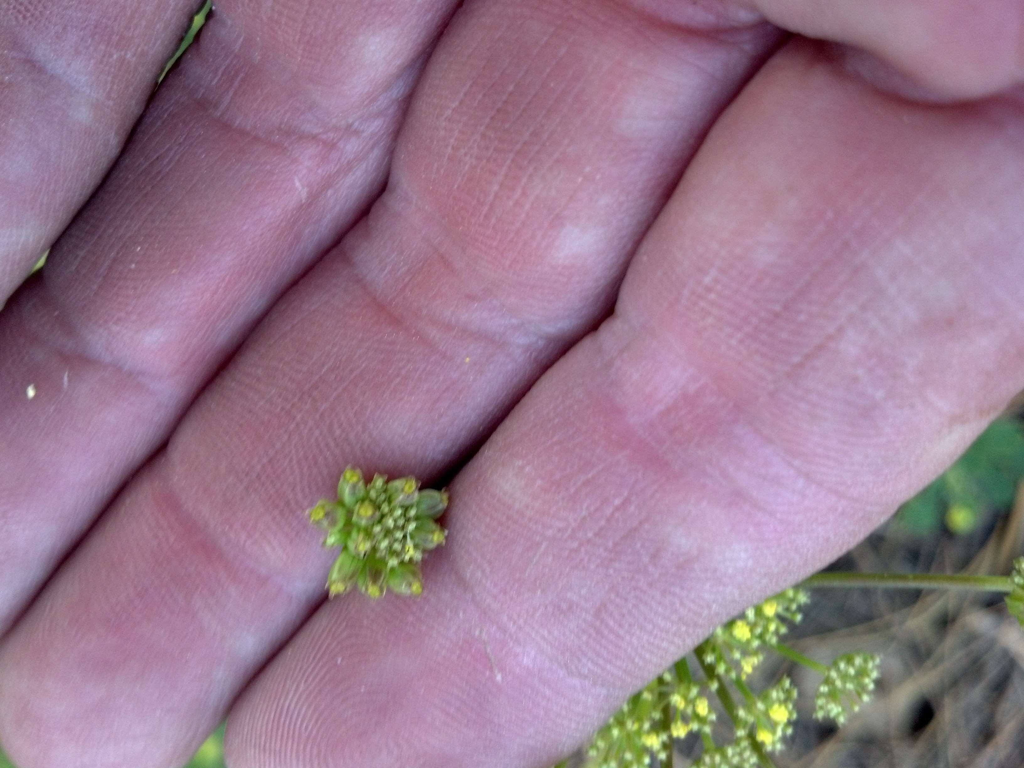 Imagem de Cymopterus lemmonii (J. M. Coult. & Rose) Dorn