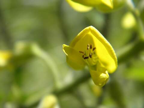 Image of yellow necklacepod